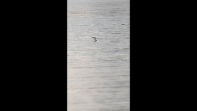 Red-throated Loon - ML614063516
