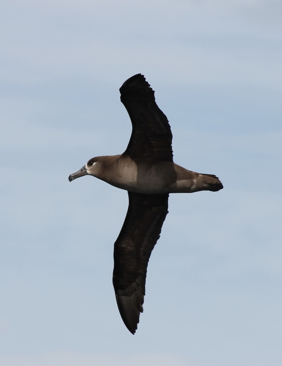 Albatros à pieds noirs - ML614063560