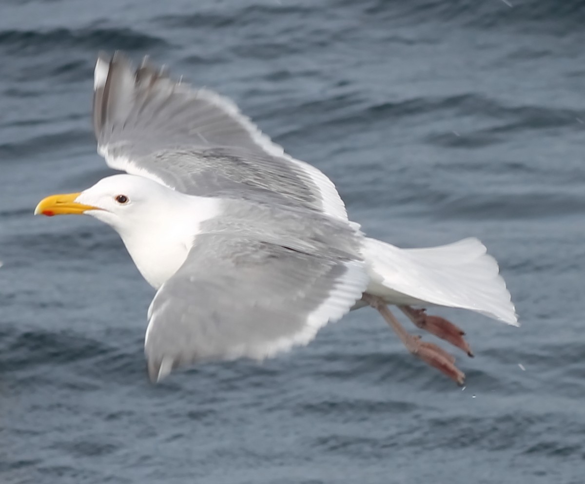 Western/Glaucous-winged Gull - Jon. Anderson