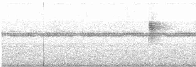 hvitstrupespadenebb - ML614063697