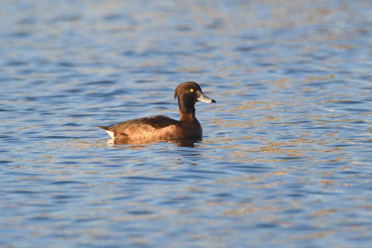 Tufted Duck - ML614063704