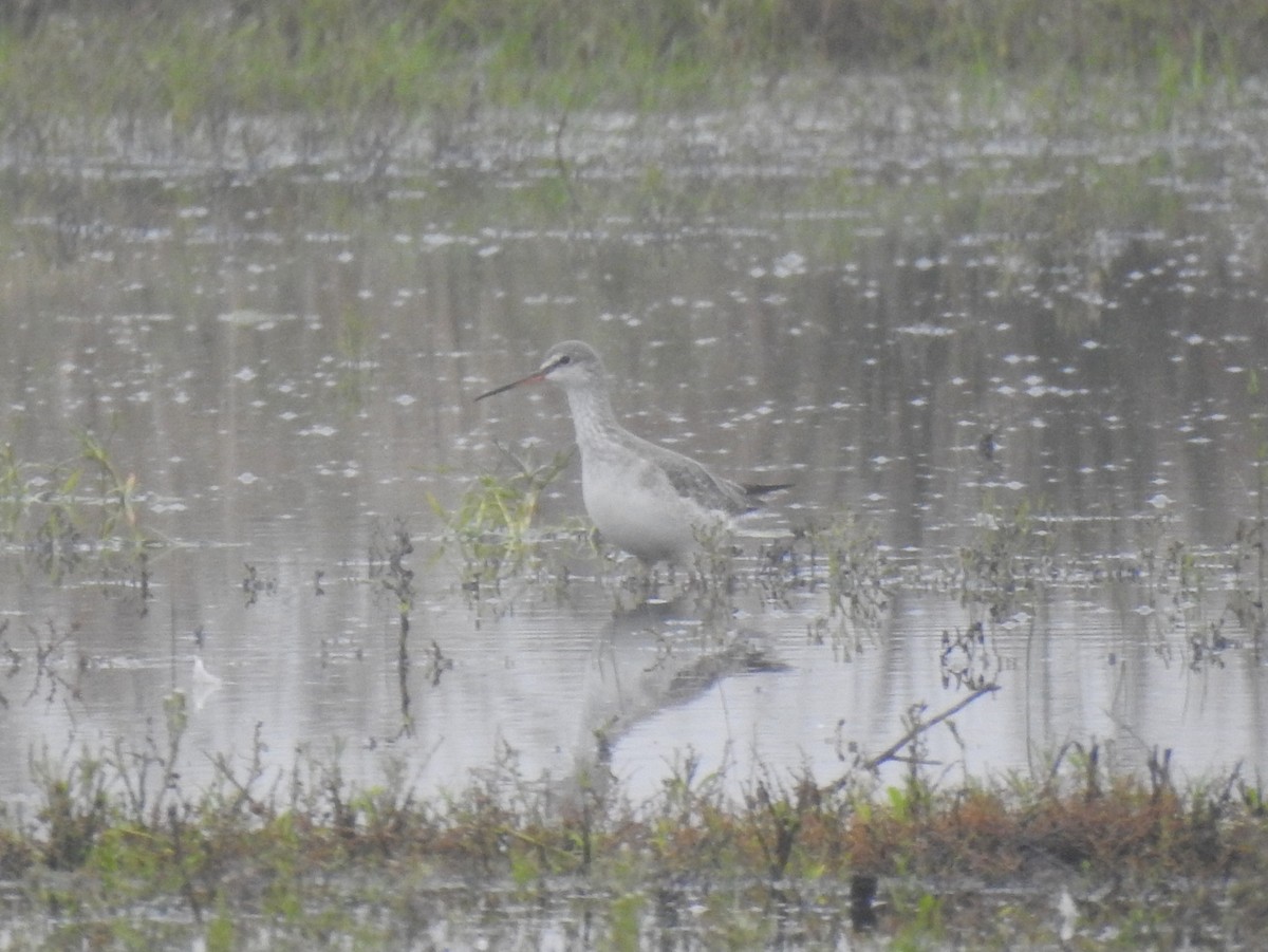 Spotted Redshank - ML614063966