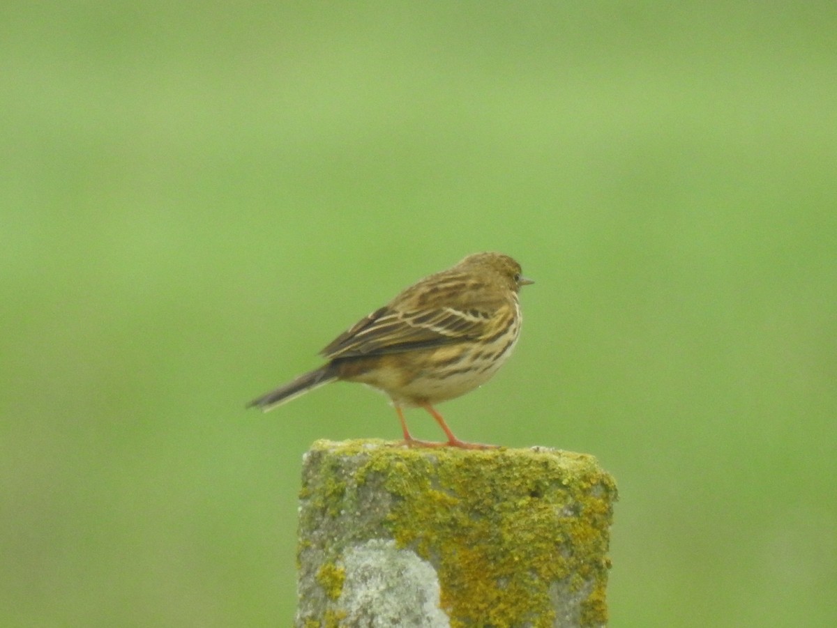 Meadow Pipit - ML614064090