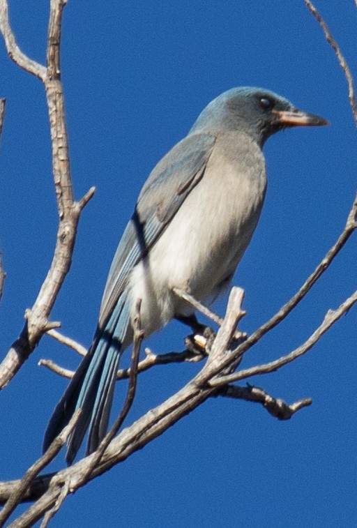 Mexican Jay - ML614064098