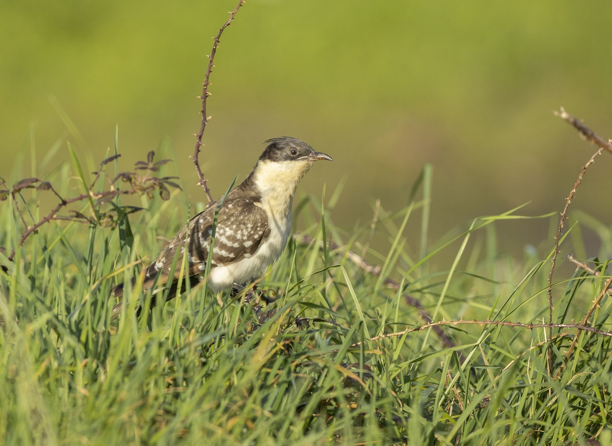 Great Spotted Cuckoo - ML614064100
