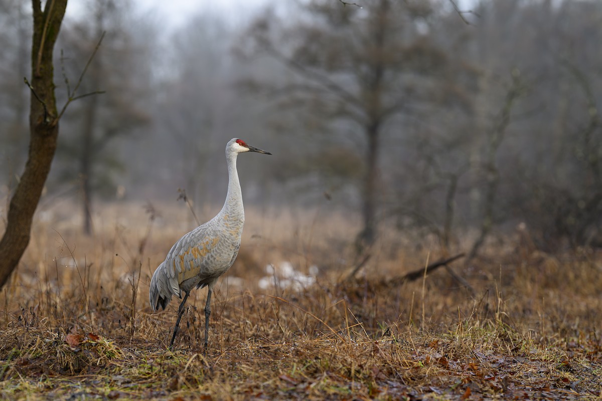 eBird Checklist 27 Jan 2024 Kensington MetroparkLivingston Co