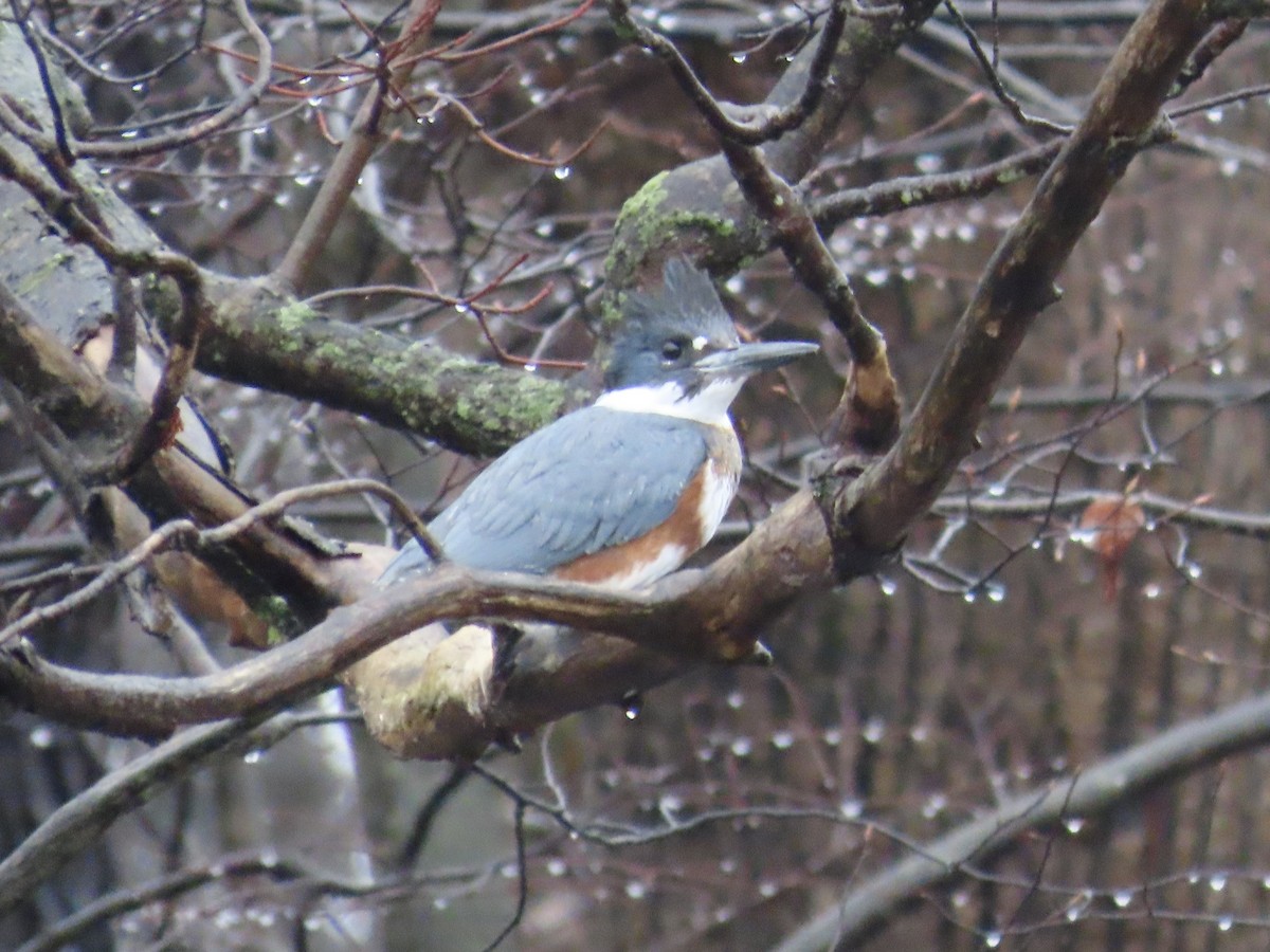 Belted Kingfisher - ML614064375