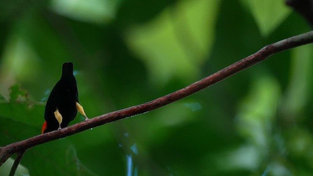 Red-capped Manakin - ML614064517