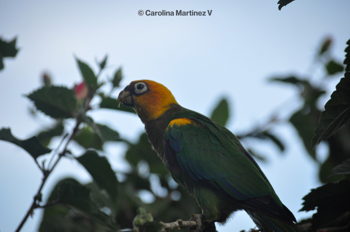 Saffron-headed Parrot - Leidy Carolina Martinez Vargas
