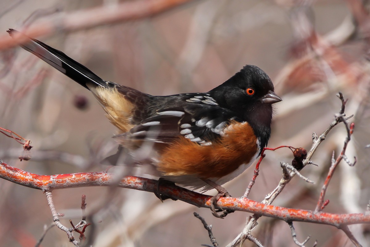 Spotted Towhee - ML614064696