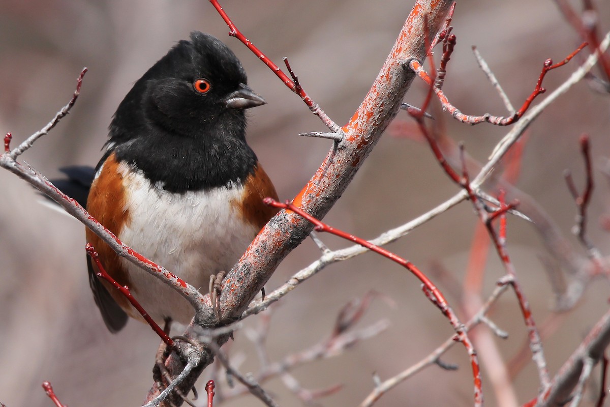 Spotted Towhee - ML614064697