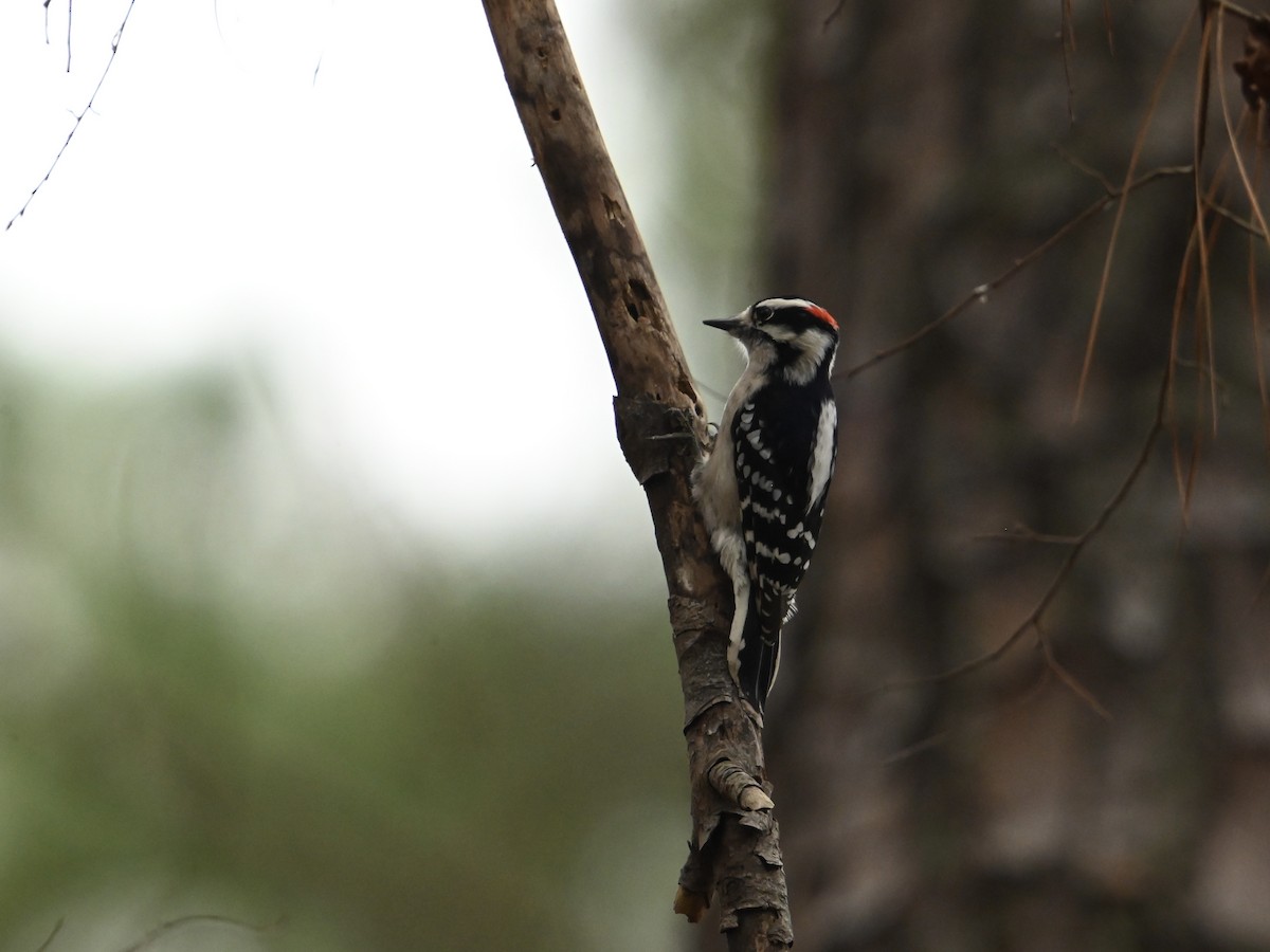 Downy Woodpecker - ML614064715