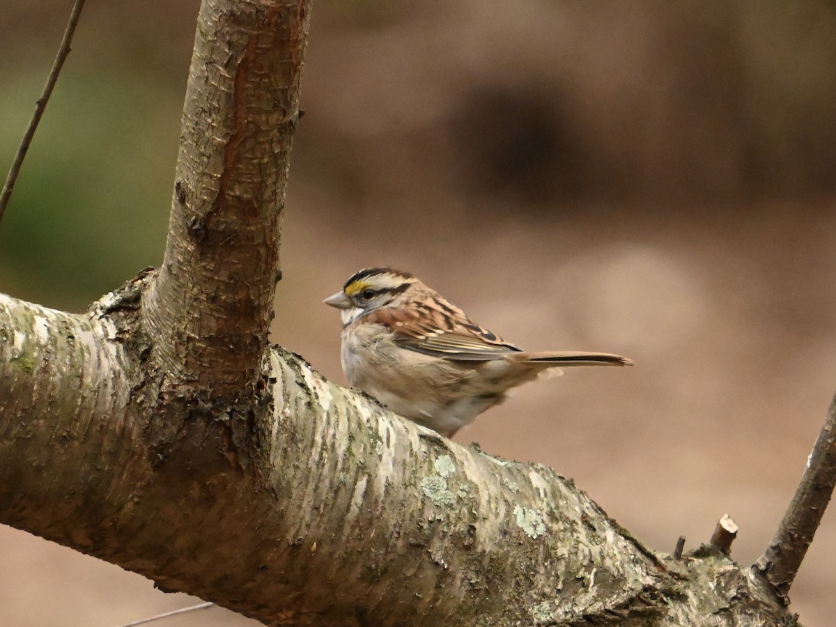 White-throated Sparrow - ML614064845
