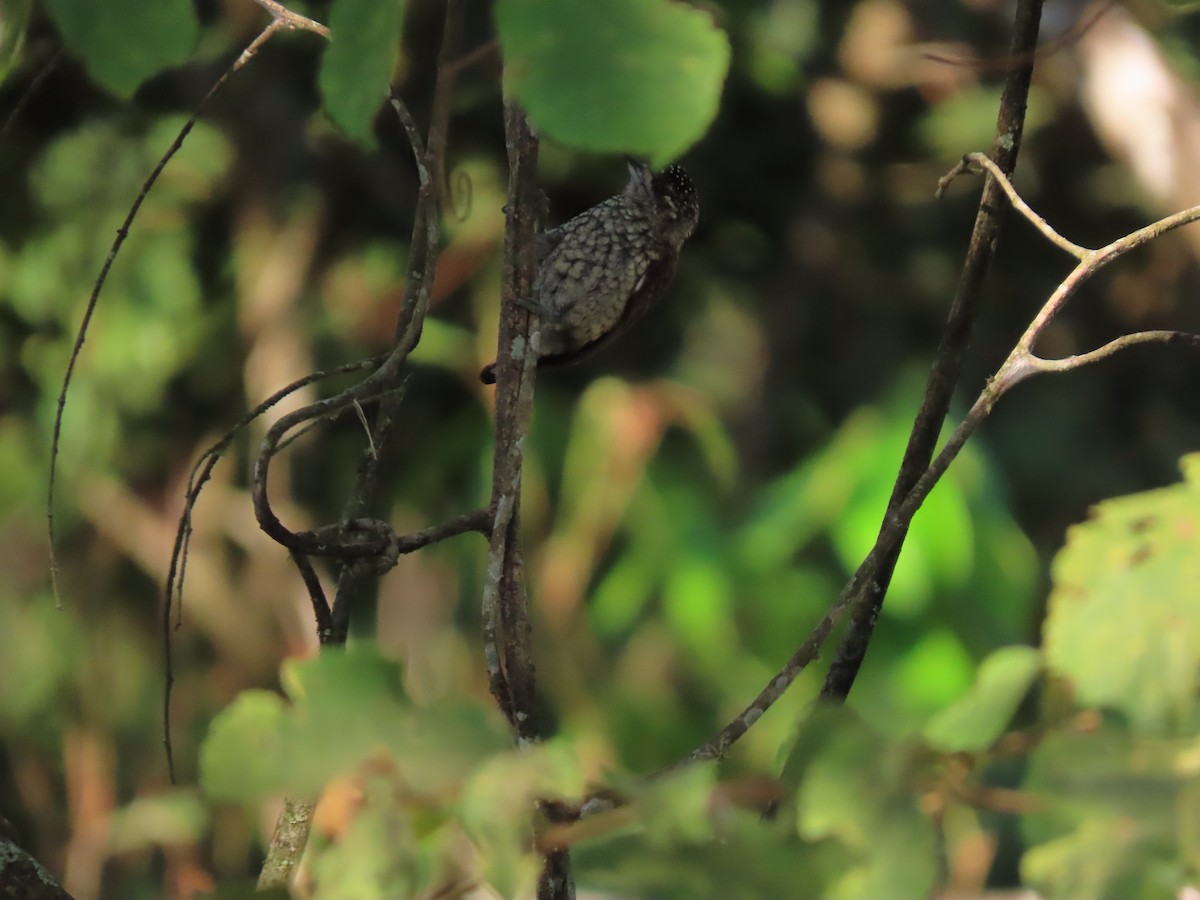 Scaled Piculet - ML614065124