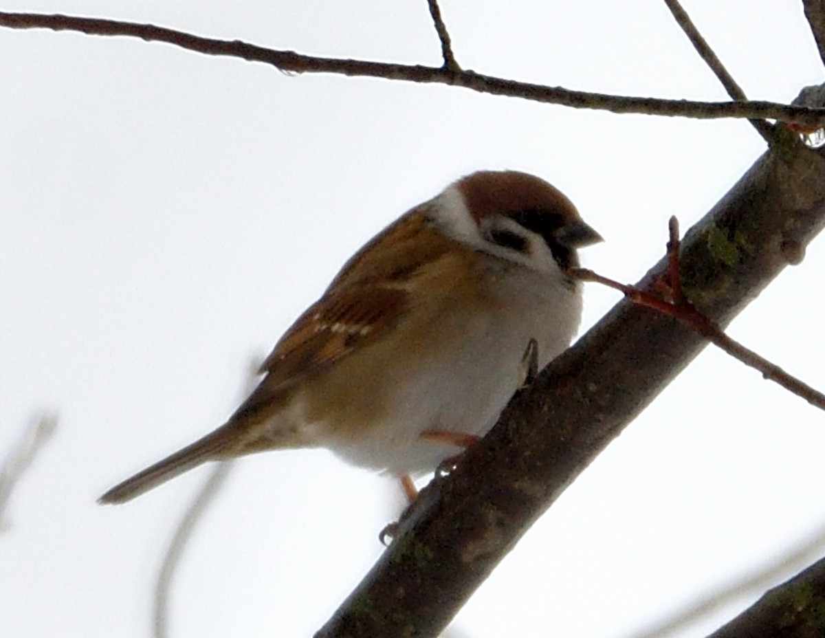 Eurasian Tree Sparrow - ML614065313