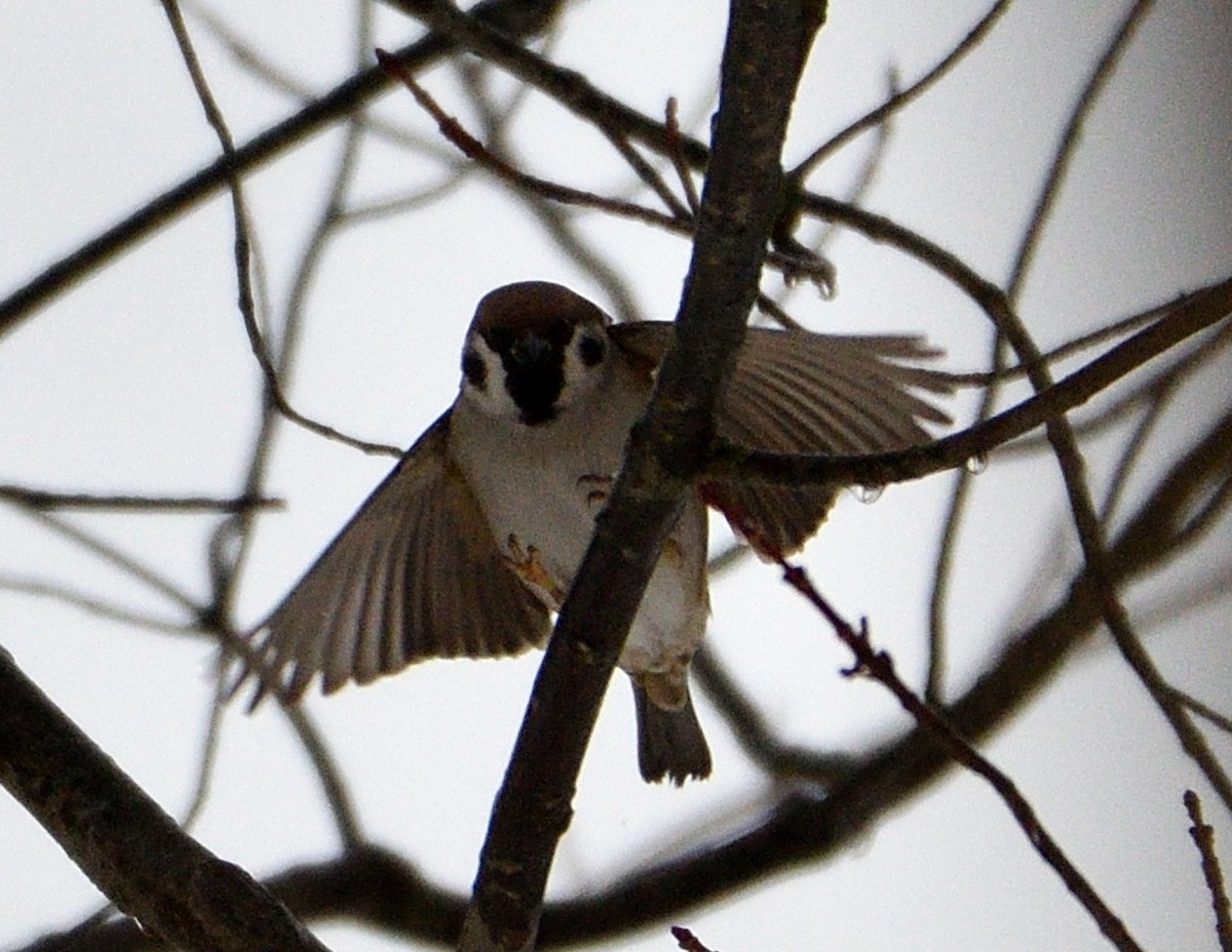 Eurasian Tree Sparrow - ML614065314