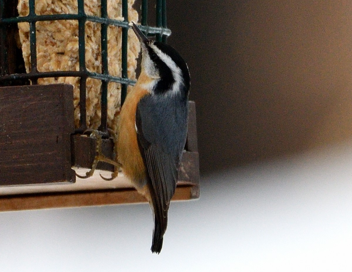 Red-breasted Nuthatch - ML614065407