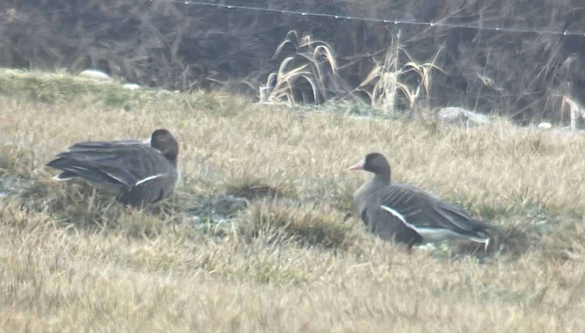 Greater White-fronted Goose - ML614065530