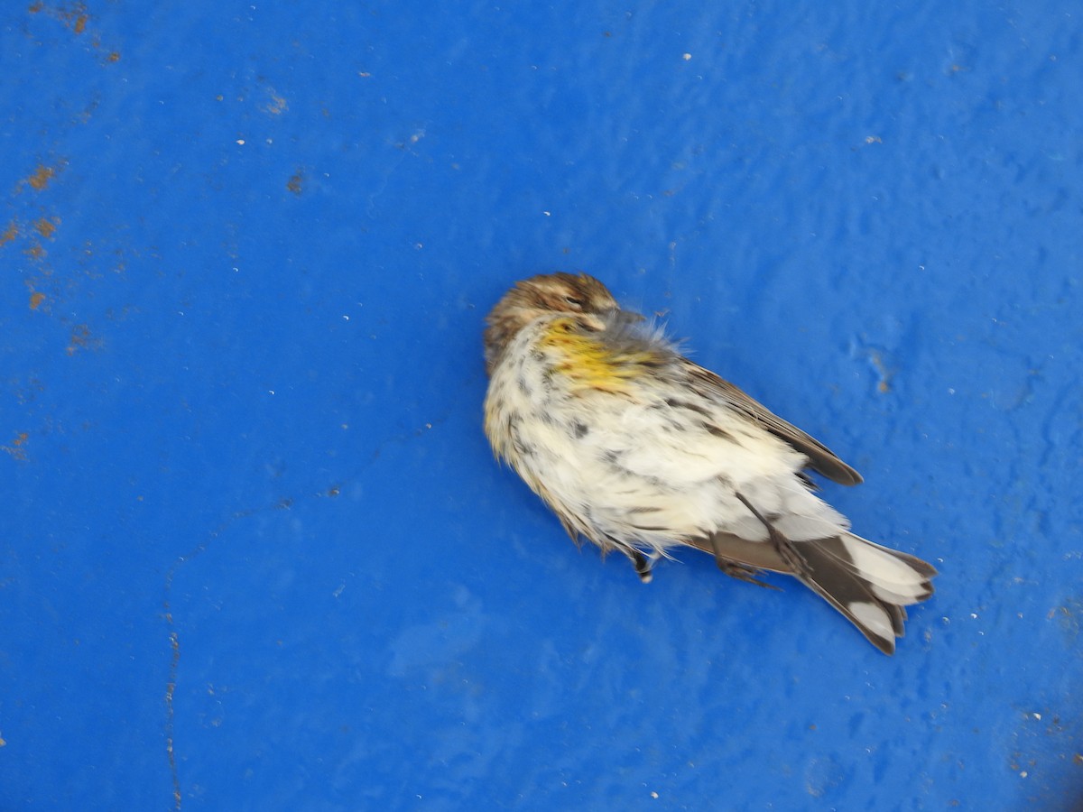 Yellow-rumped Warbler - ML614065531