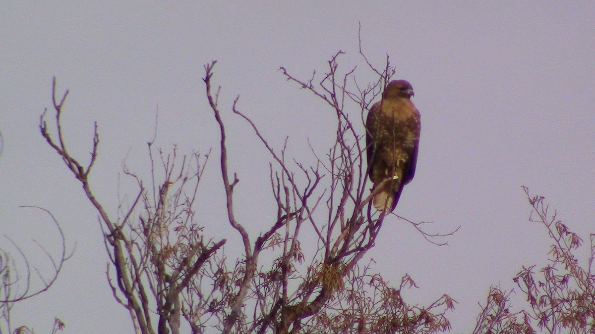 Red-tailed Hawk - ML614065535