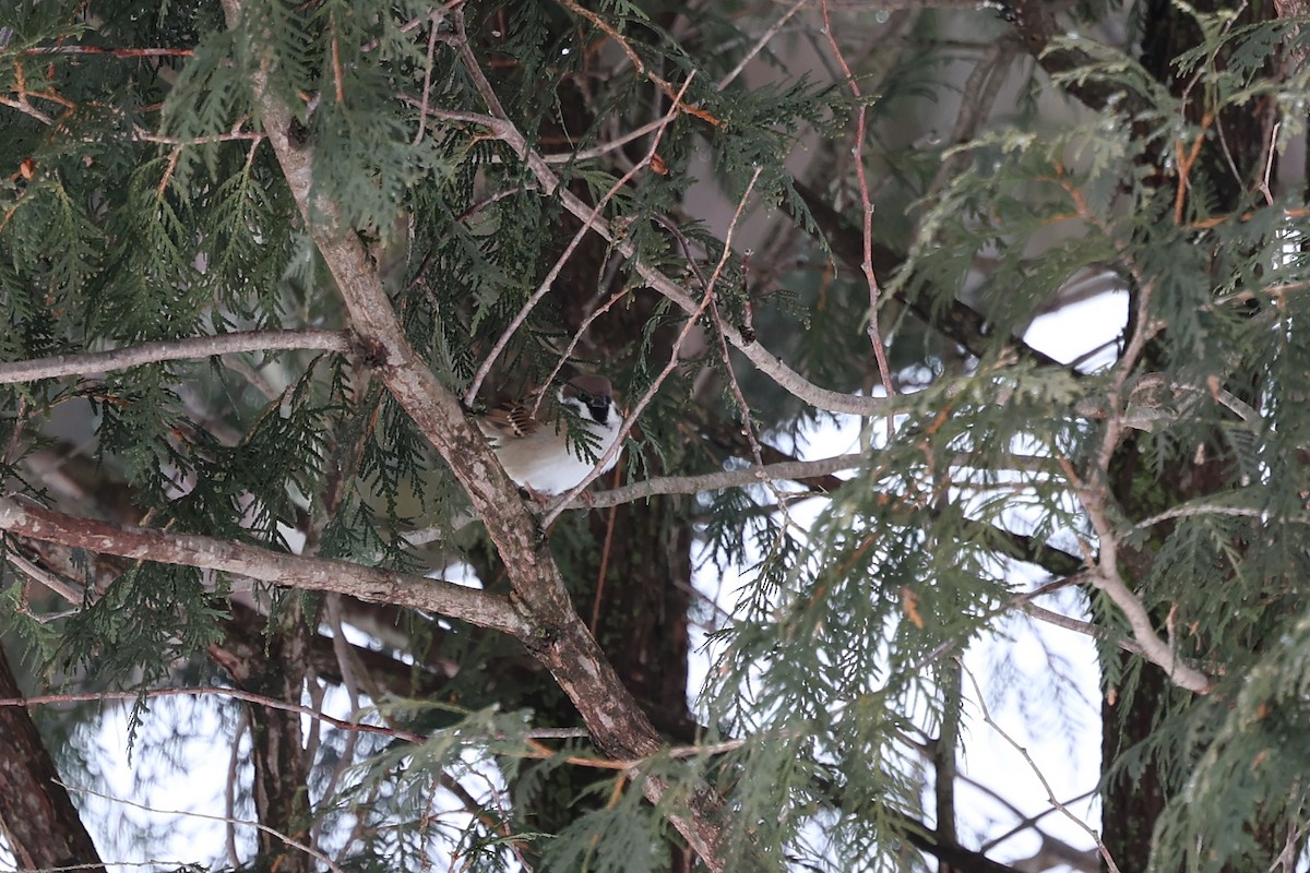 Eurasian Tree Sparrow - ML614065751