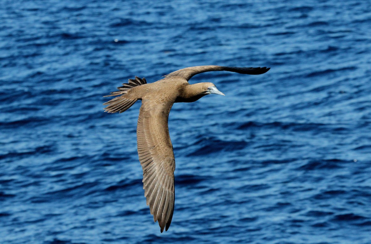 Brown Booby - ML614065797