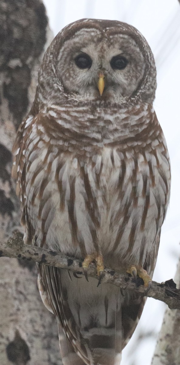 Barred Owl - ML614065904