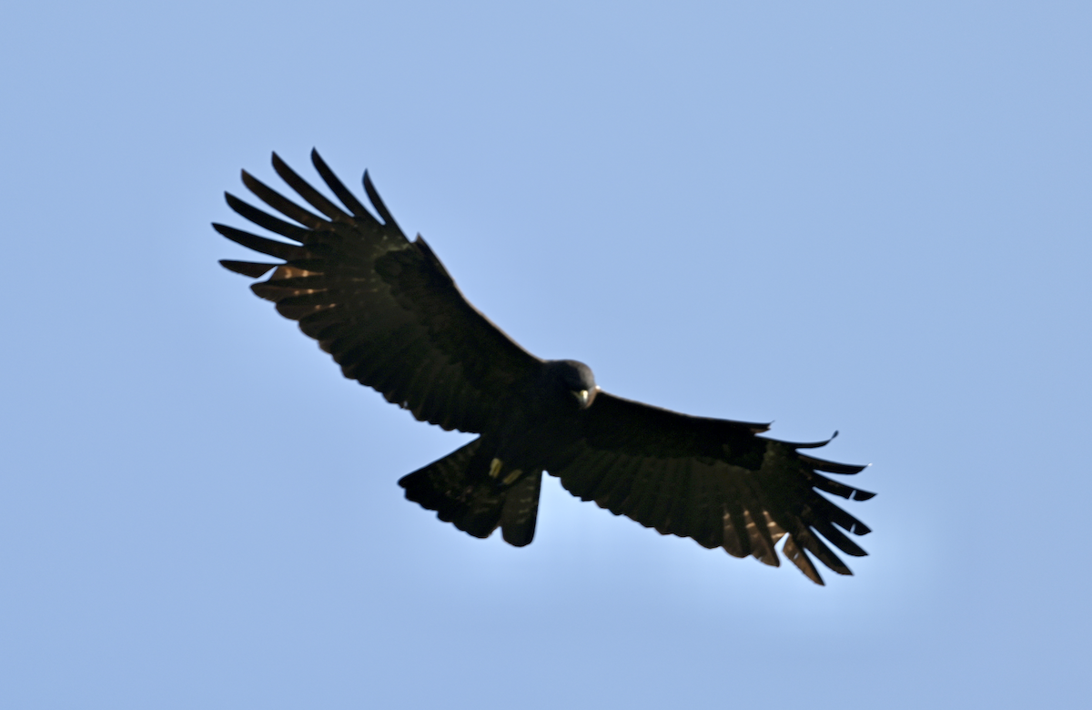 Black Eagle - ML614066422