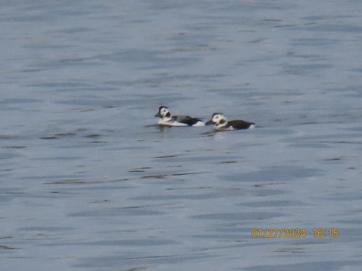 Long-tailed Duck - ML614067075