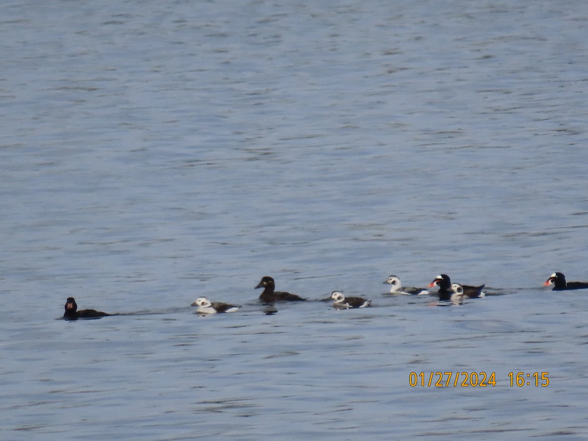 Long-tailed Duck - ML614067076