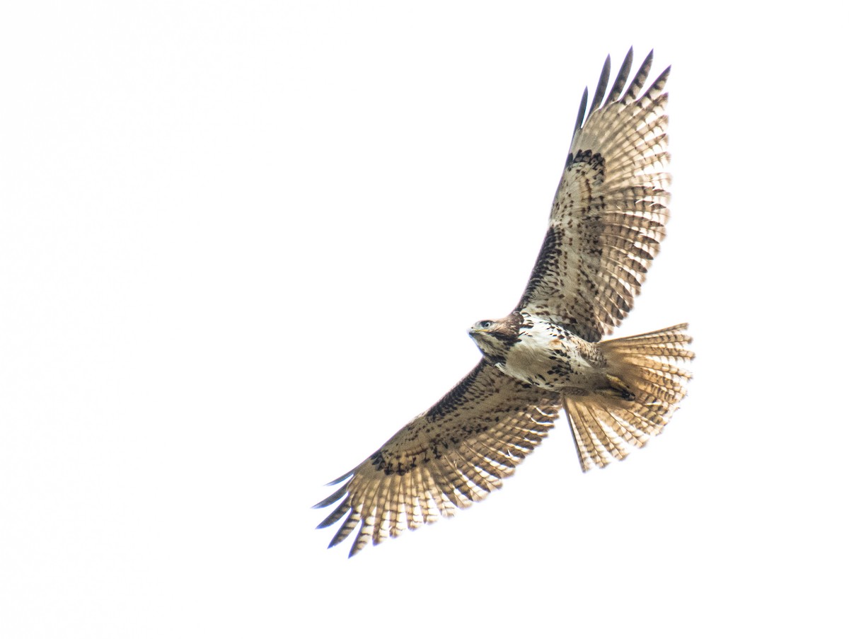 Red-tailed Hawk - ML614067177