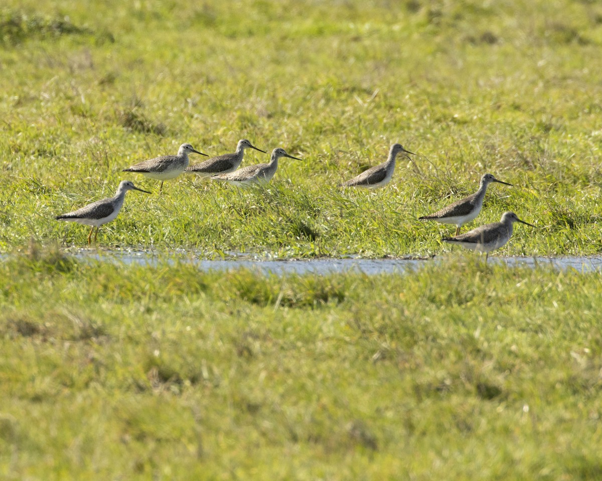 Ebird Checklist 27 Jan 2024 Gooseneck Road Salado Texas Us 30893 97513 10 Species 6434