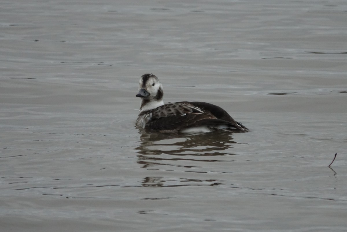 Long-tailed Duck - ML614067456