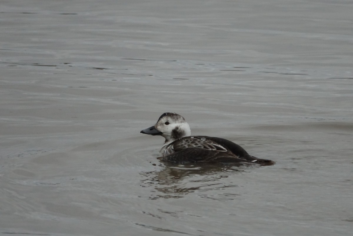 Long-tailed Duck - ML614067457