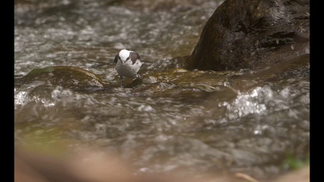 White-capped Dipper (White-bellied) - ML614067697