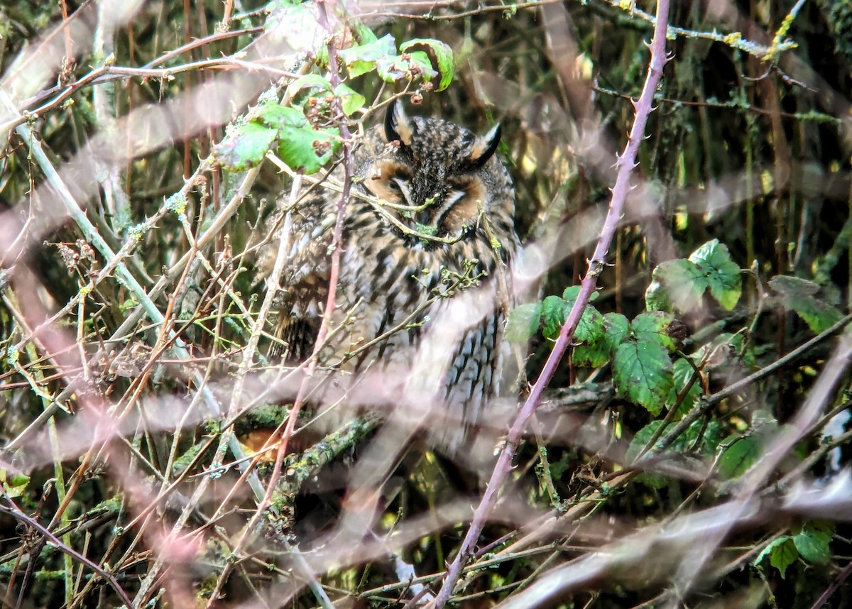 Long-eared Owl - ML614067868