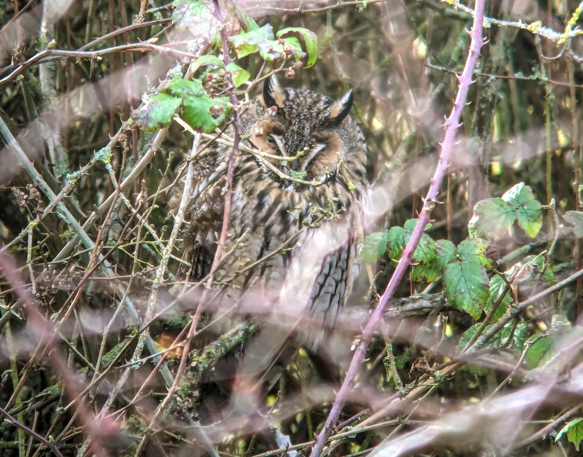 Long-eared Owl - ML614067869