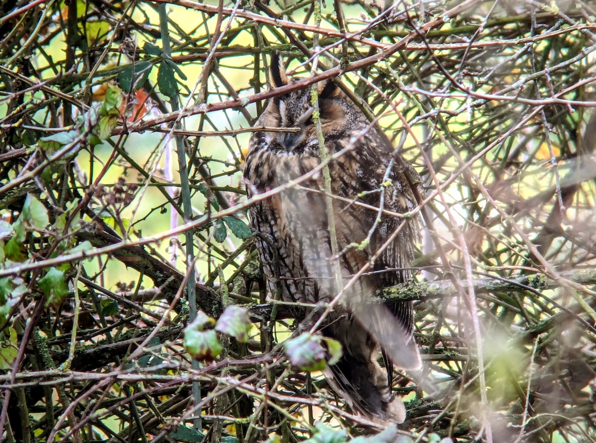 Long-eared Owl - ML614067872