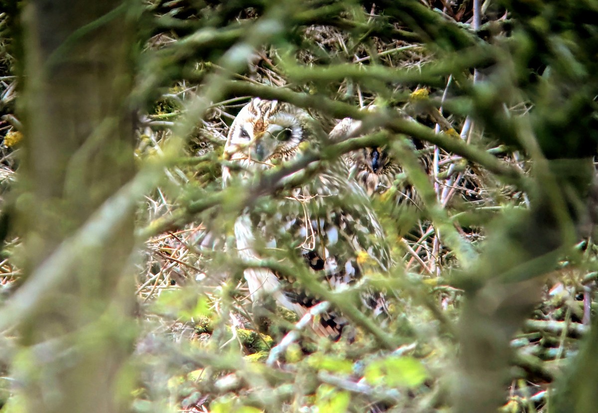 Short-eared Owl (Northern) - ML614067910
