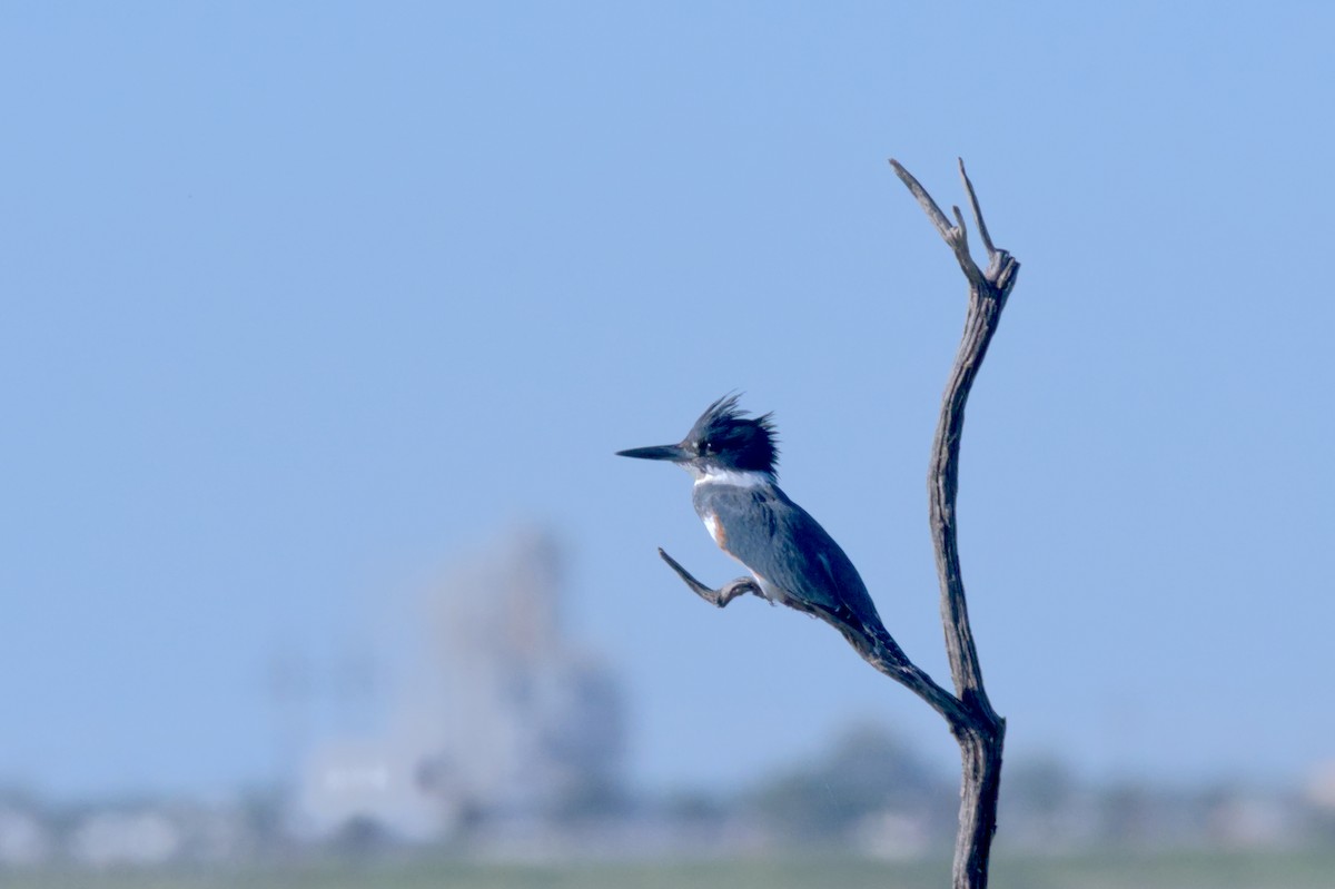 Belted Kingfisher - ML614068123