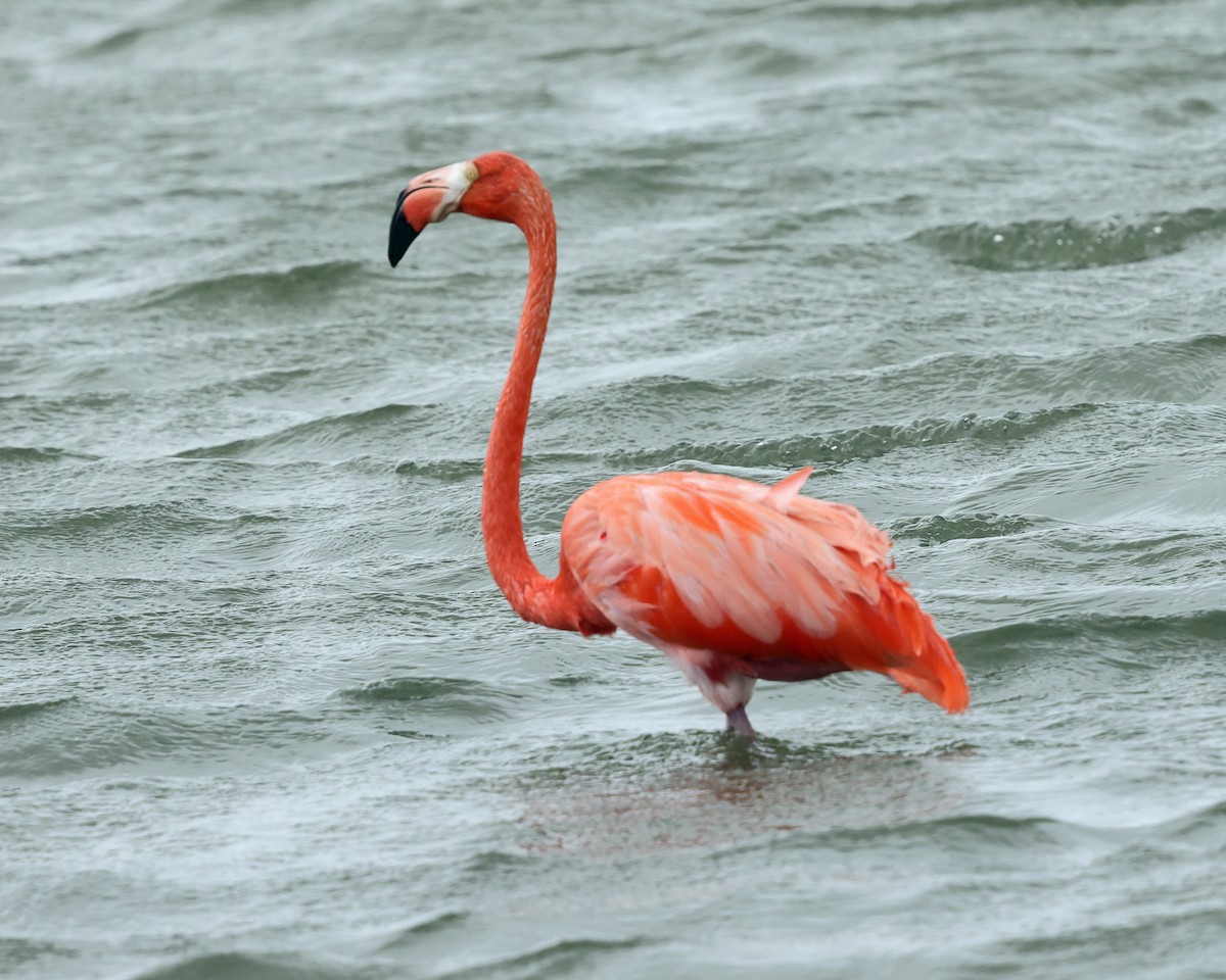 American Flamingo - ML614068278