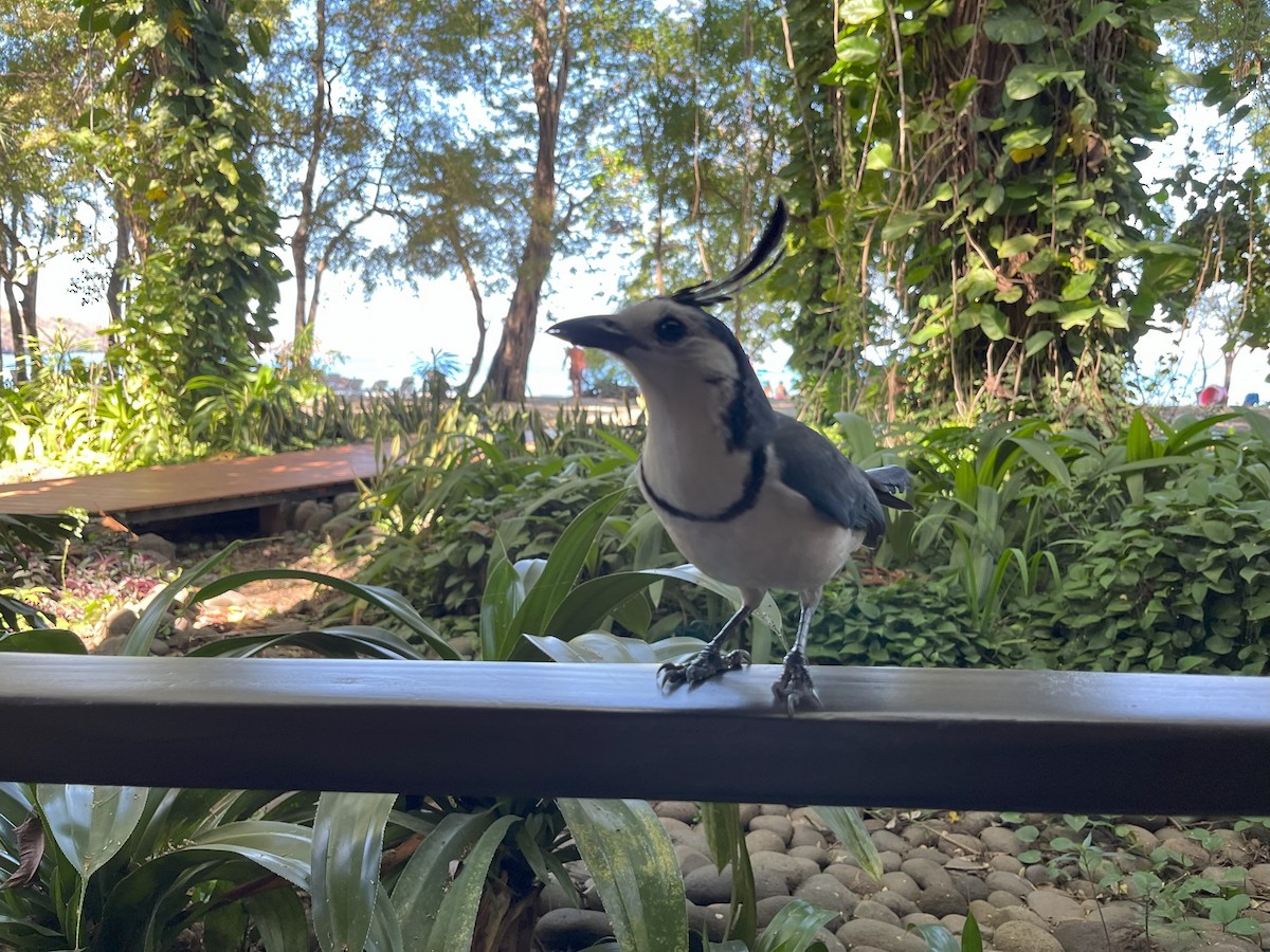 White-throated Magpie-Jay - ML614068470