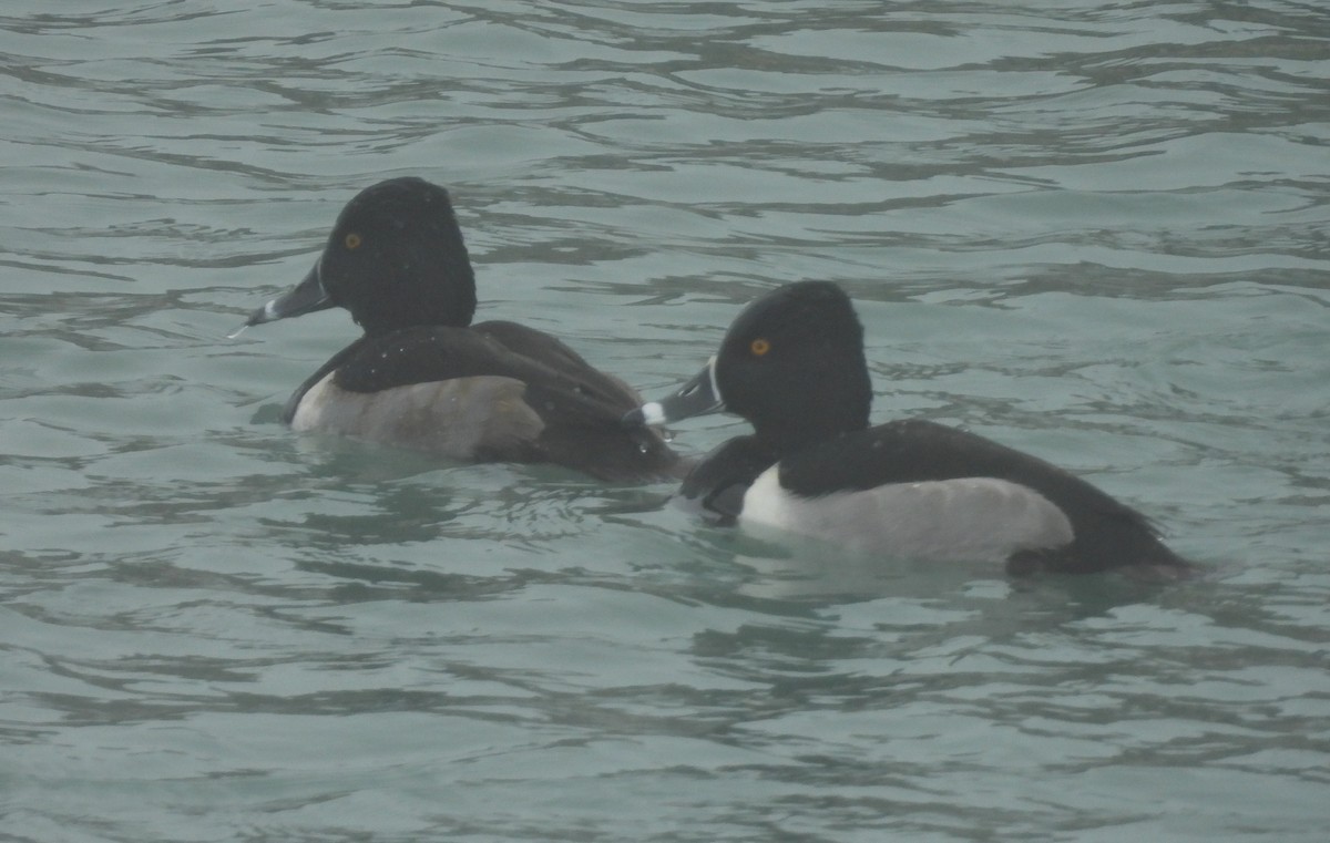 Ring-necked Duck - ML614068498