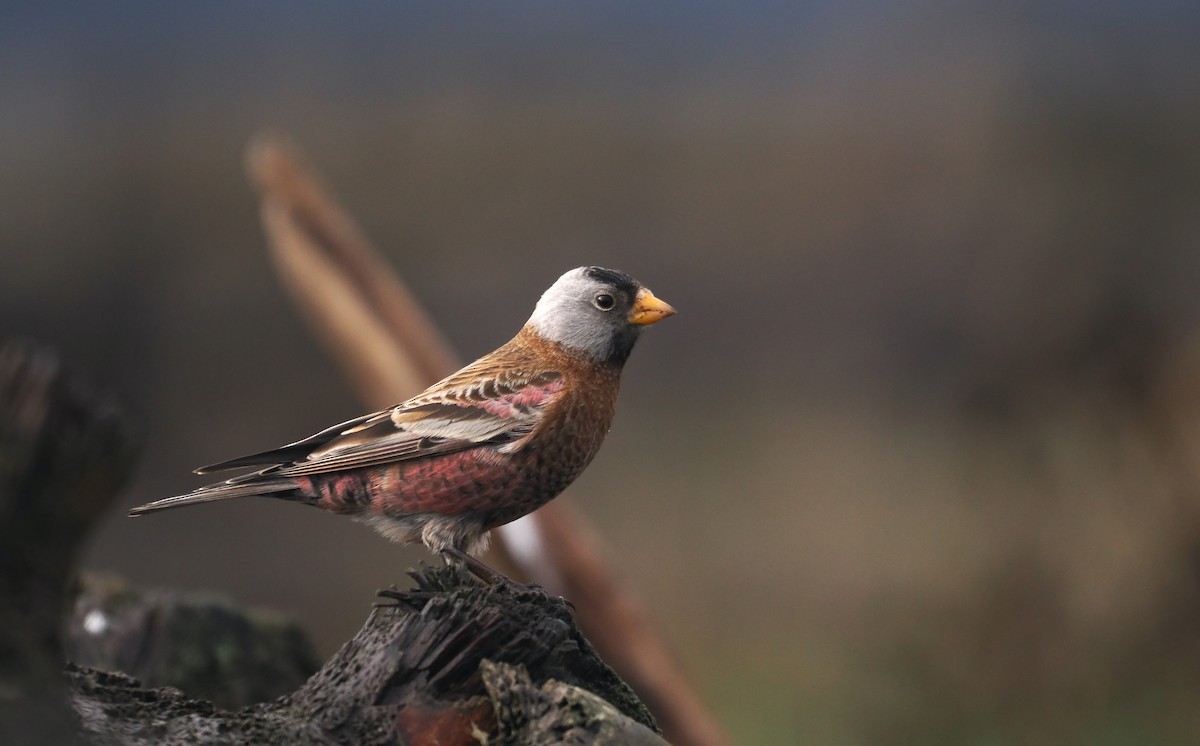 EBird Checklist 27 Jan 2024 Ediz Hook 5 Species   1200