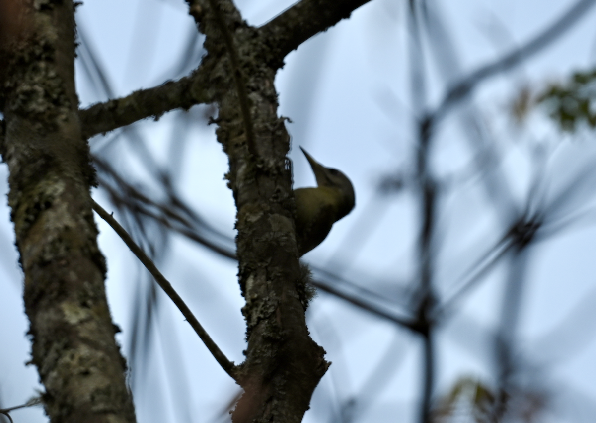 Gray-headed Woodpecker (Black-naped) - ML614068549