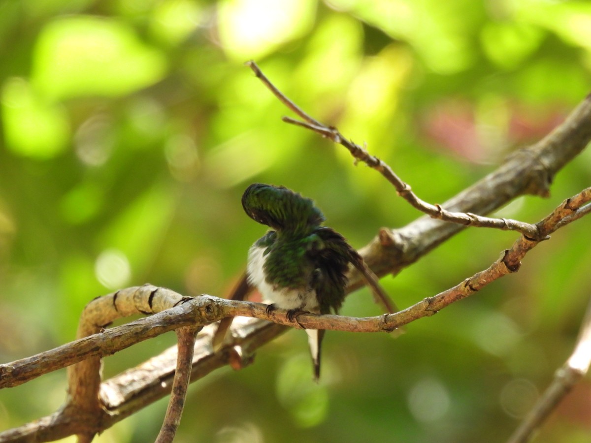 kolibřík zelenopláštíkový - ML614068804