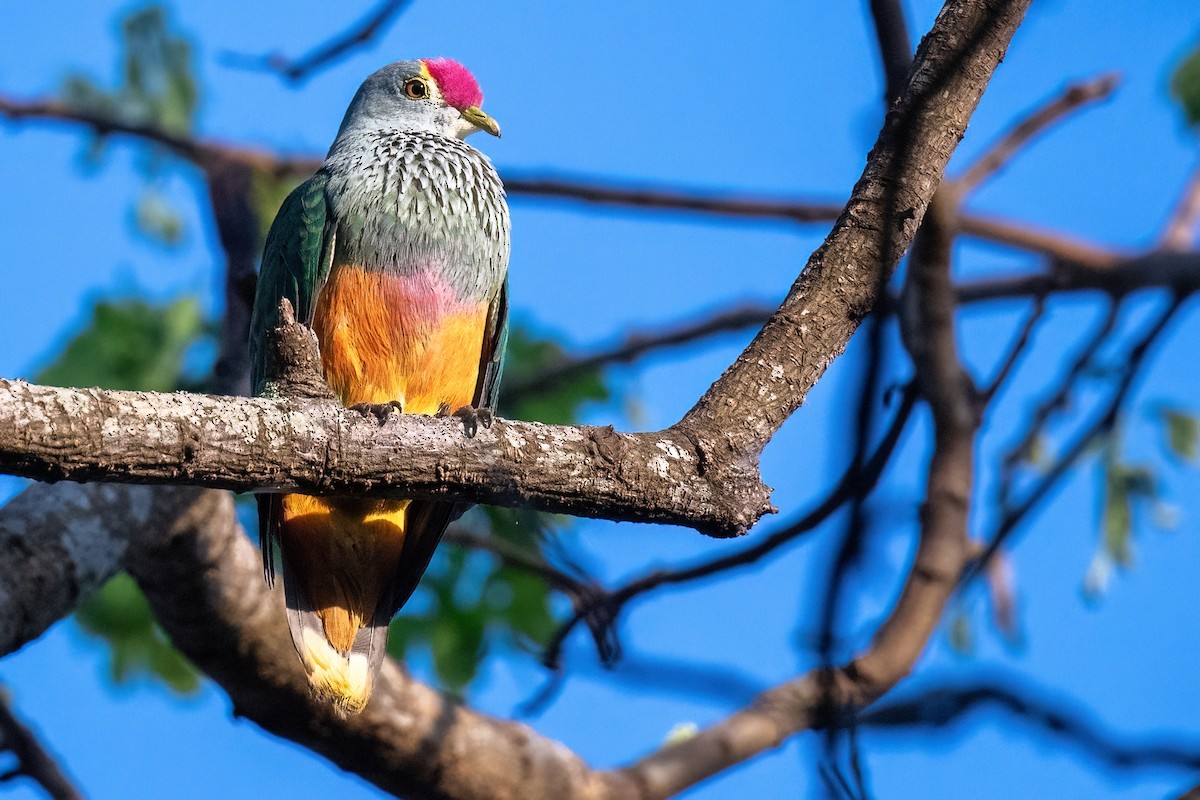 Rose-crowned Fruit-Dove - ML614068873