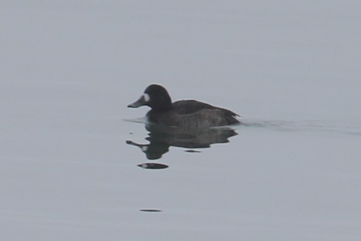 Greater Scaup - ML614069010