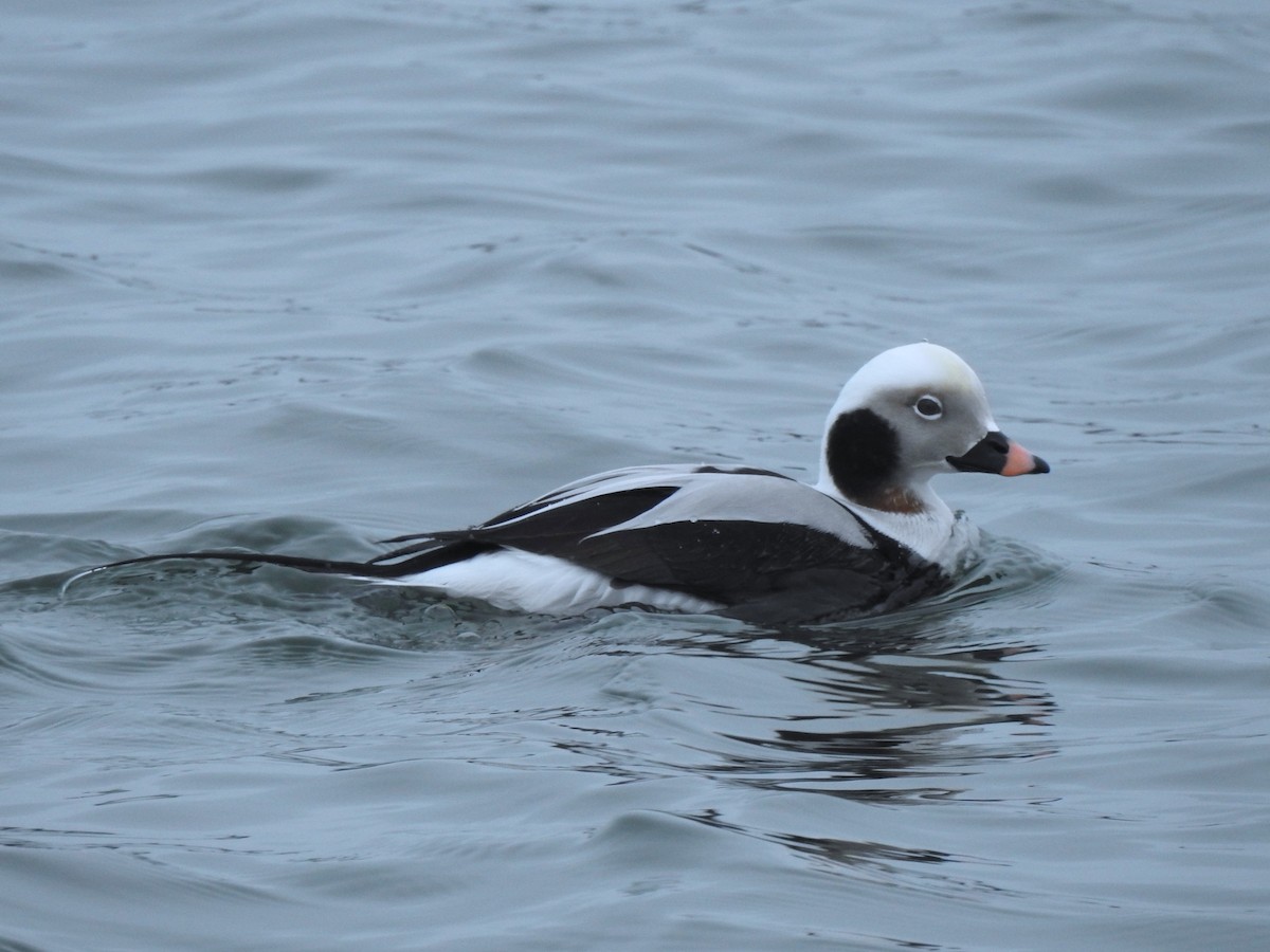 Long-tailed Duck - ML614069016