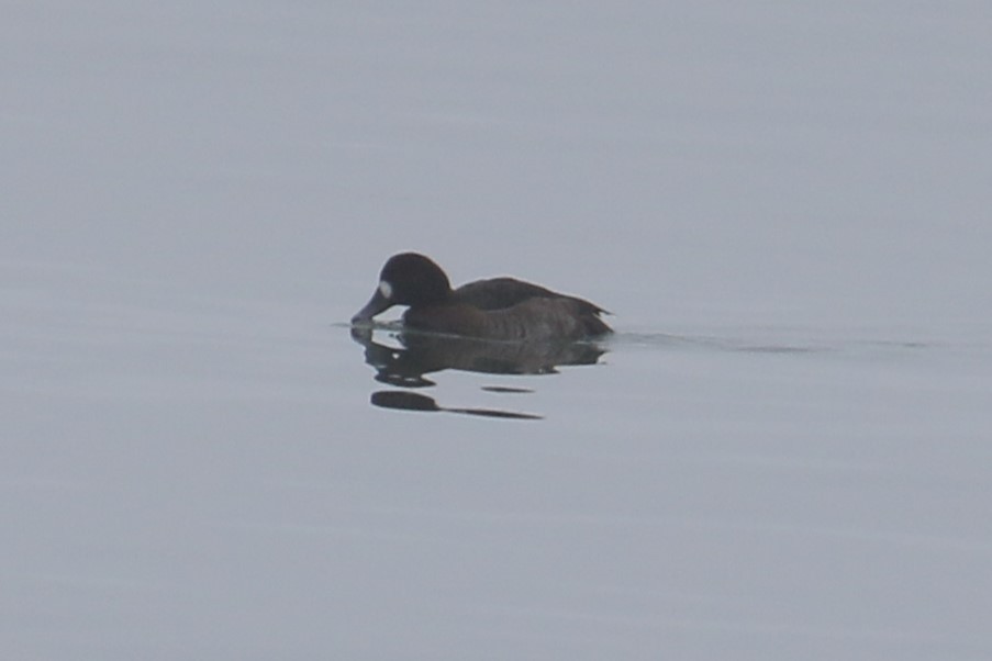 Greater Scaup - ML614069024